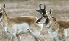 Two adult pronghorn in a field