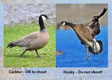 A cackler goose is ok to shoot. Do not shoot dusky Canada geese.