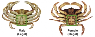 An image showing the different shape of the underside of a male vs a female Dungeness crab