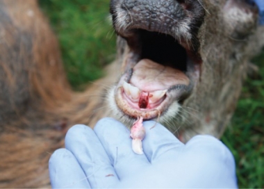 hunter extracting the tooth from a harvested deer