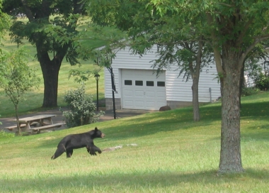 Black bear running through a neighborhood yard