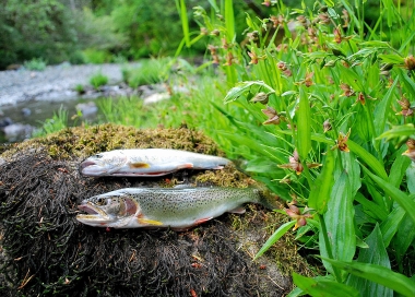 Two harvest cutthroat trout rest on a mossy streamside rock