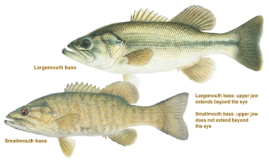 a drawn image of a smallmouth and largemouth bass