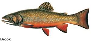 a drawn image of a brook trout