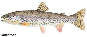 a drawn image of a cutthroat trout