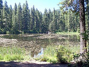 The Lake of the Woods surrounded by tall pine trees