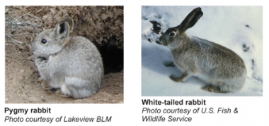 Photos of a pygmy rabbit on the left and a white-tailed rabbit in the snow on the right