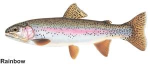 a drawn image of a rainbow trout