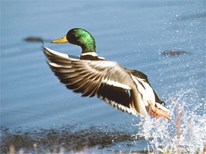 A male mallard duck takes flight from a pond