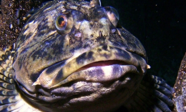 a cabezon fish pokes its head out from between large rocks