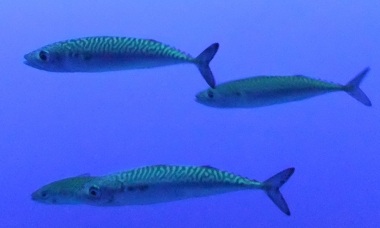 four Pacific mackerel swim by