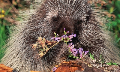 A porcupine eats some wildflowers. 