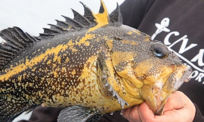 a person holds a china rockfish out of the water. The fish is black with yellow spots and a yellow lateral line stripe that extends up the second dorsal spine
