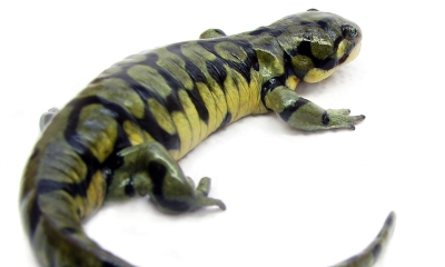 Blotched Tiger Salamander against white background