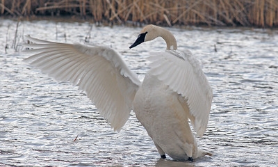 Trumpter swan