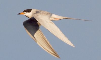 Foster's tern