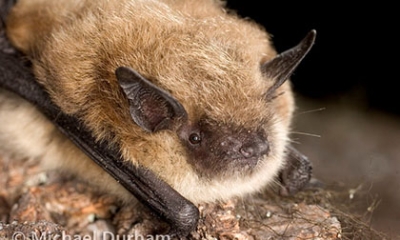 Yuma myotis bat