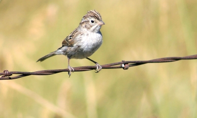 a sparrow sits on a barbed wire fence