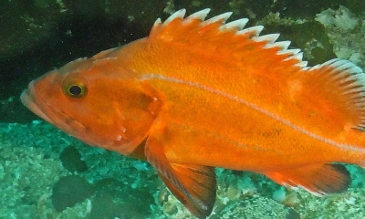 A yelloweye rockfish underwater. The fish is bright orange with yellow eyes and lateral line