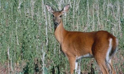 a Columbia white-tailed doe looks toward the camera