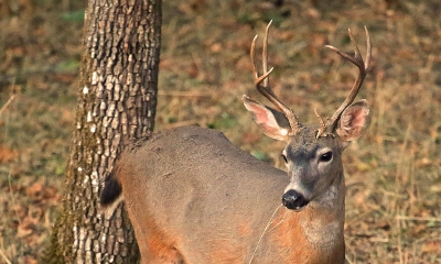 a black-tailed deer buck walks through some trees