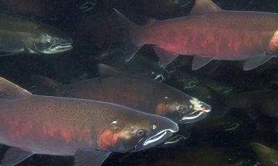 a group of coho with their spawning coloration swim together