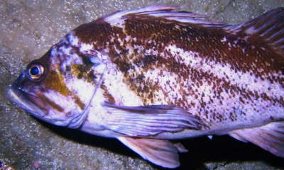 A swimming copper rockfish. The fish is white and copper colored
