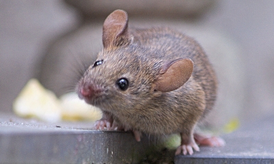 a mouse stands on uneven ground with its head tilted slightly 