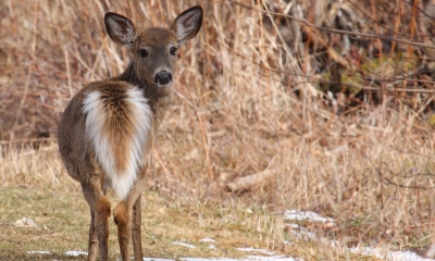 a northwest white-tailed deer looks over its shoulder at the camera