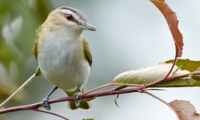 a small red-eyed vireo bird is perched on a branch. The bird is light on the belly and has yellowish wings.