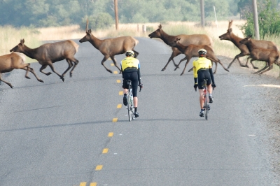 two road cyclists pause to let a herd of elk cross the street ahead of them