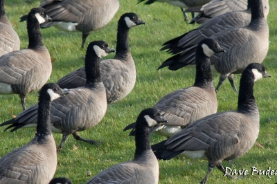 Cackling geese
