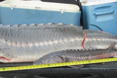 photo of oversize sturgeon with head and tail removed