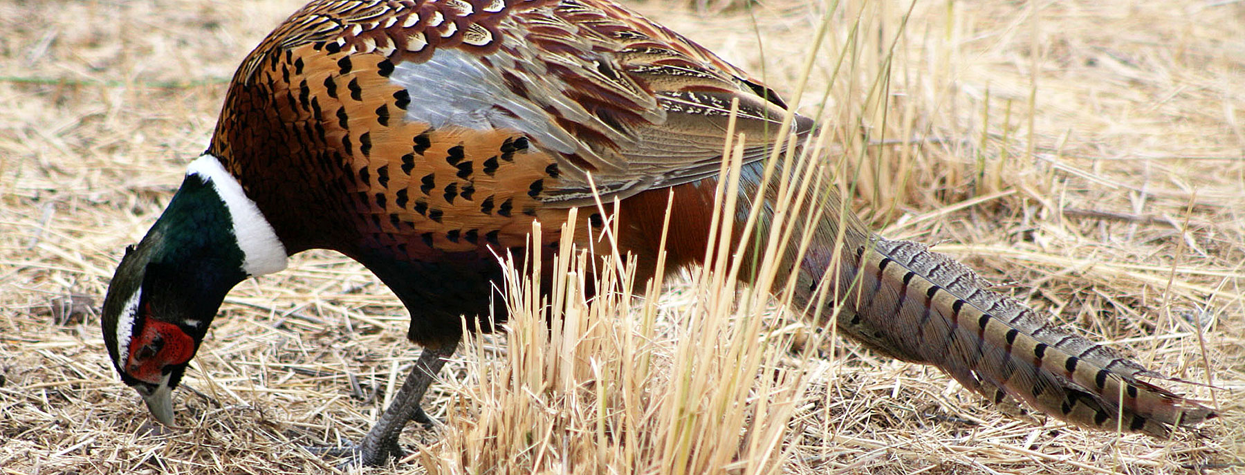 Ring-Necked Pheasants - Plants and Animals of Northeast Colorado