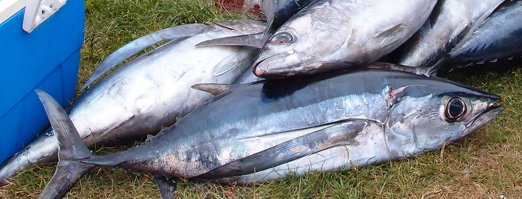 Albacore tuna  Oregon Department of Fish & Wildlife
