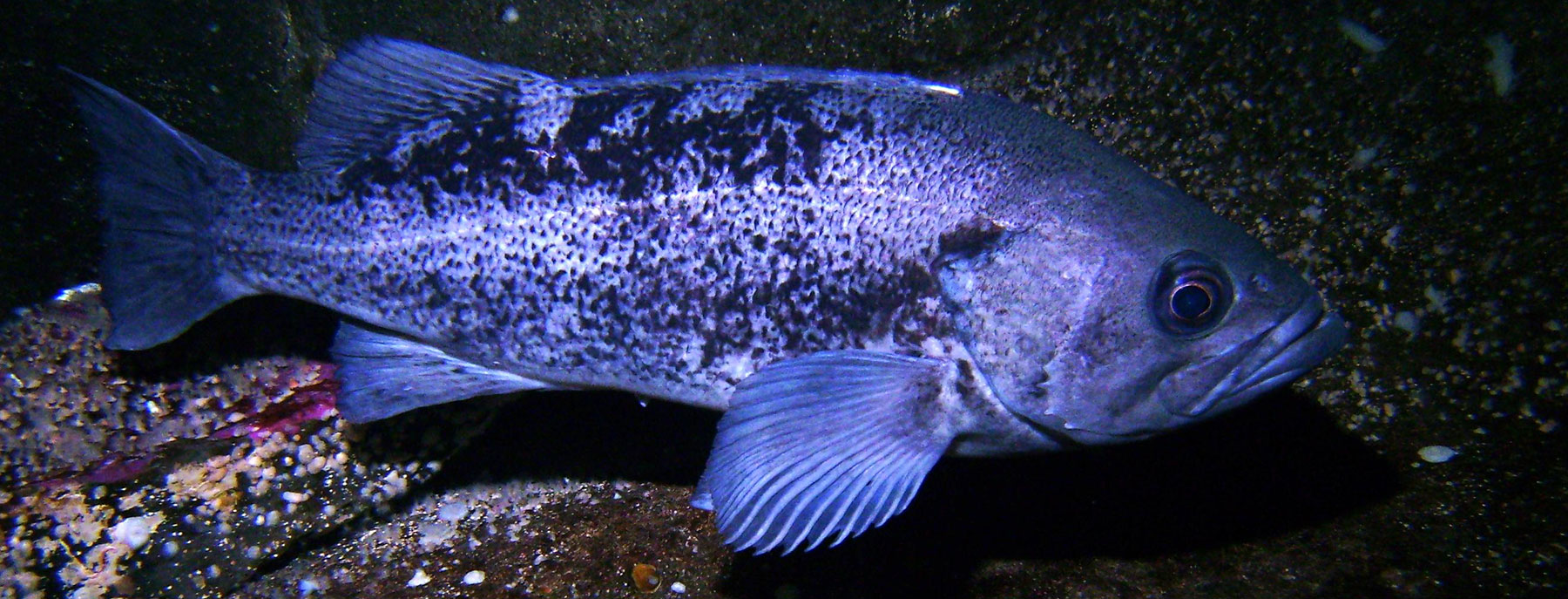 ODFW Finfish Species - Rockfish