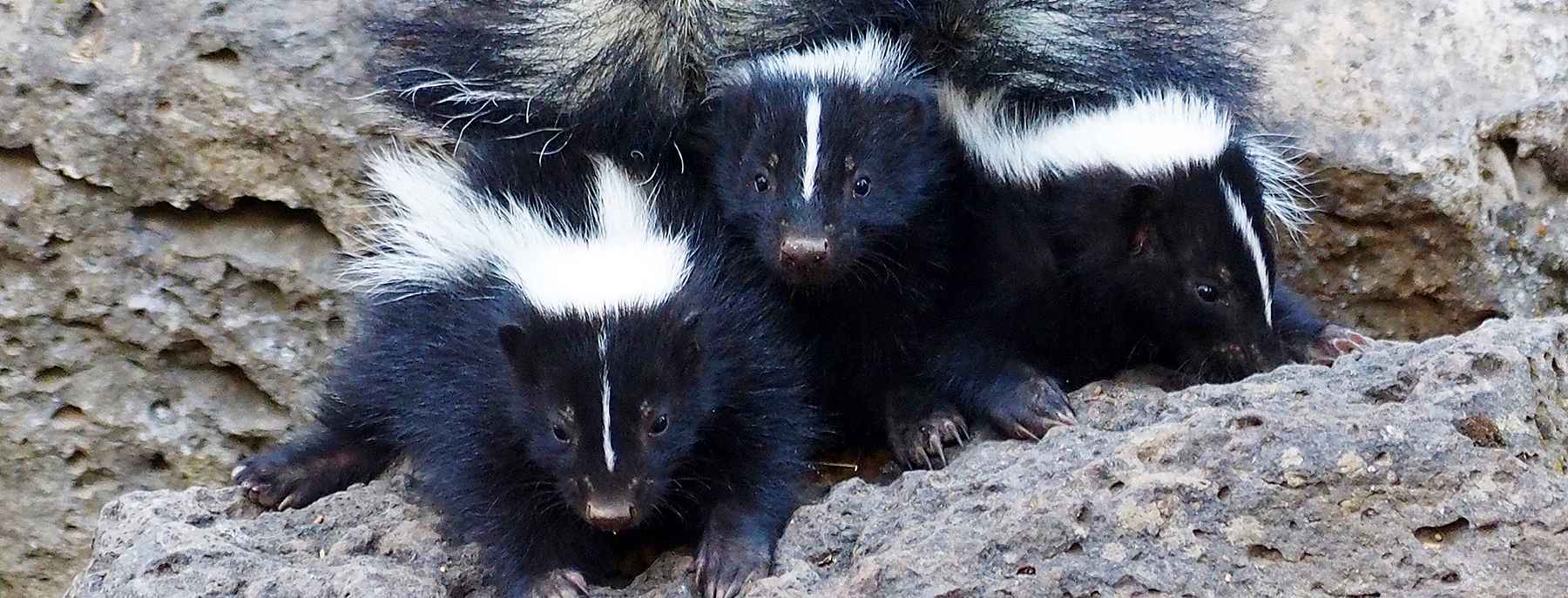 Weasels, Skunks, Badgers and Otters | Oregon Department of Fish & Wildlife