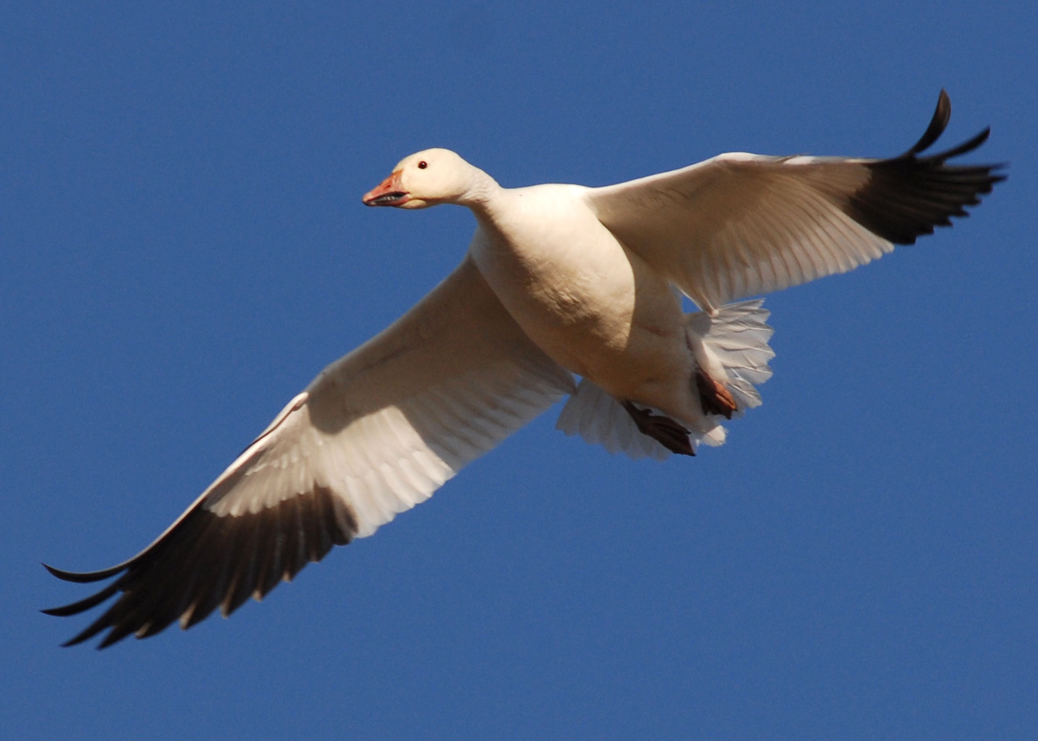 Snow Goose  BTO - British Trust for Ornithology