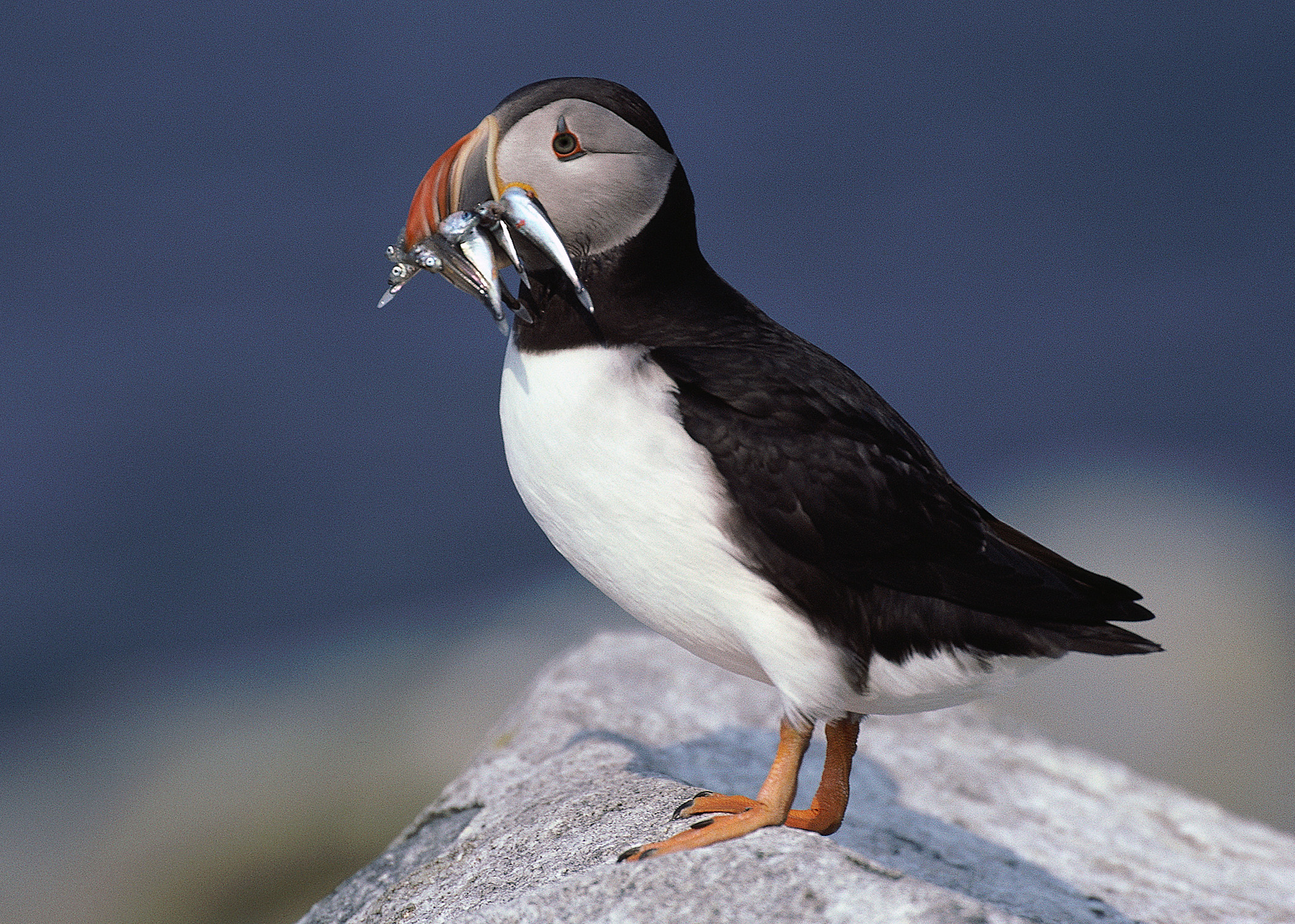 Horned Puffin, Online Learning Center