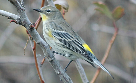 NEEKKIS — tealbloodprince: theterry: Yellow Warbler