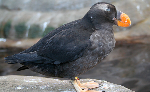 Tufted puffin  Oregon Department of Fish & Wildlife