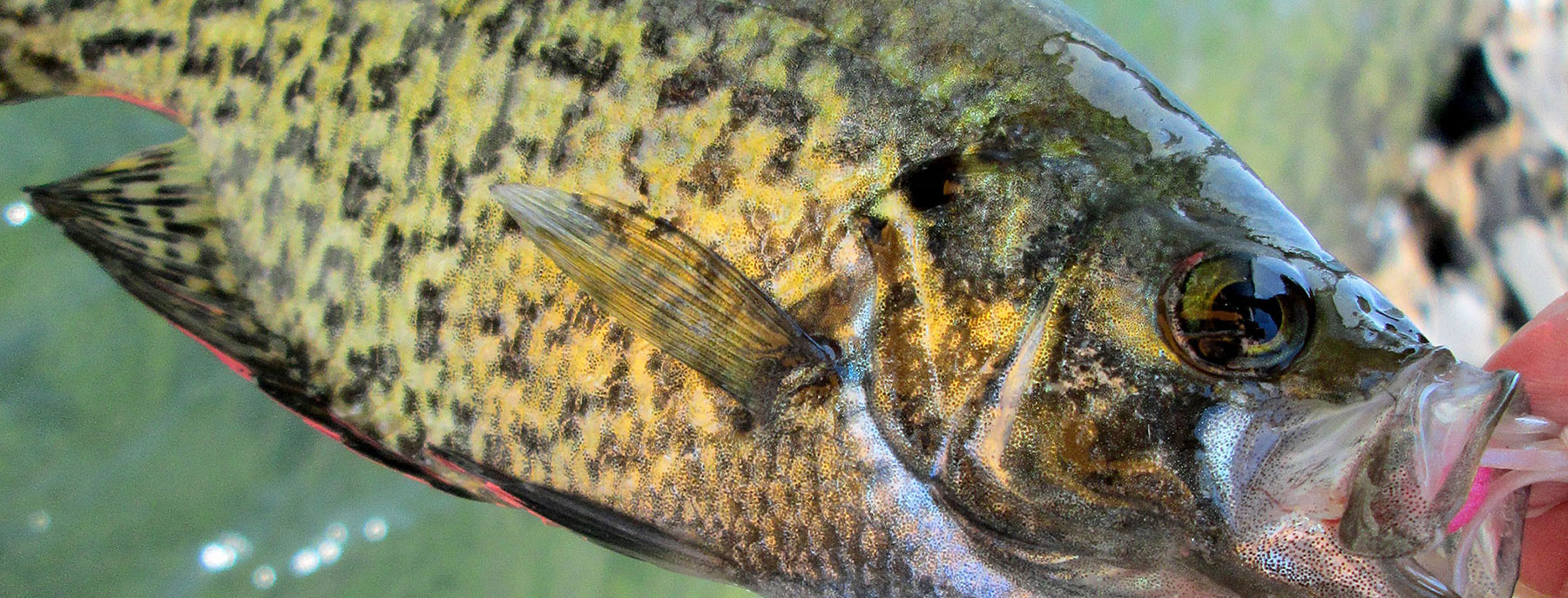 CLOSEUP WHITE CRAPPIE DANGLING FROM FISHING LINE WITH RED CRAPPIE