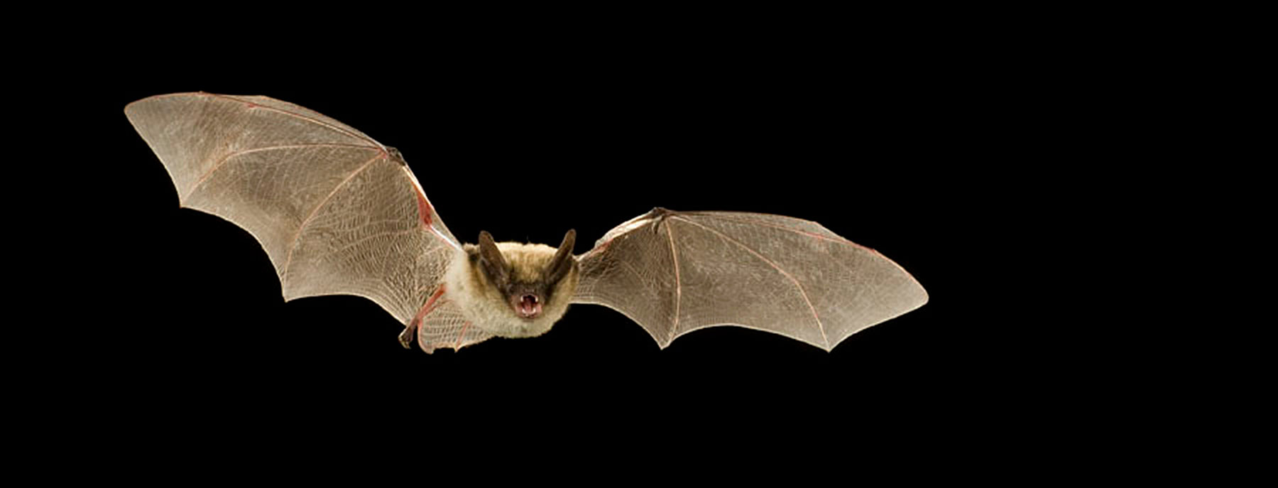 SEABCRU » More species of woolly bats whisper in Southeast Asia's  rainforests