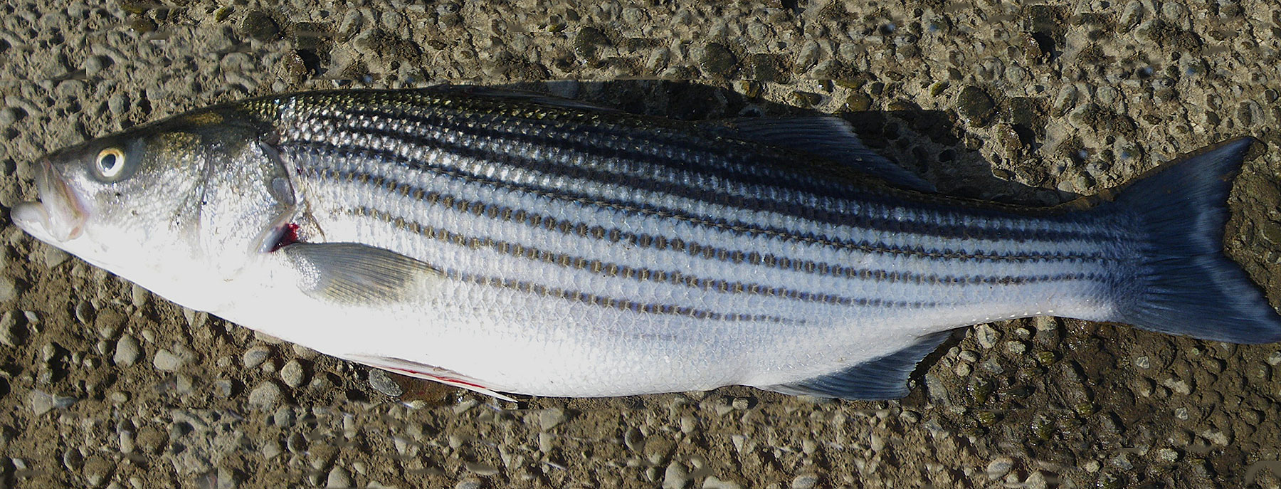 Striped bass  Oregon Department of Fish & Wildlife
