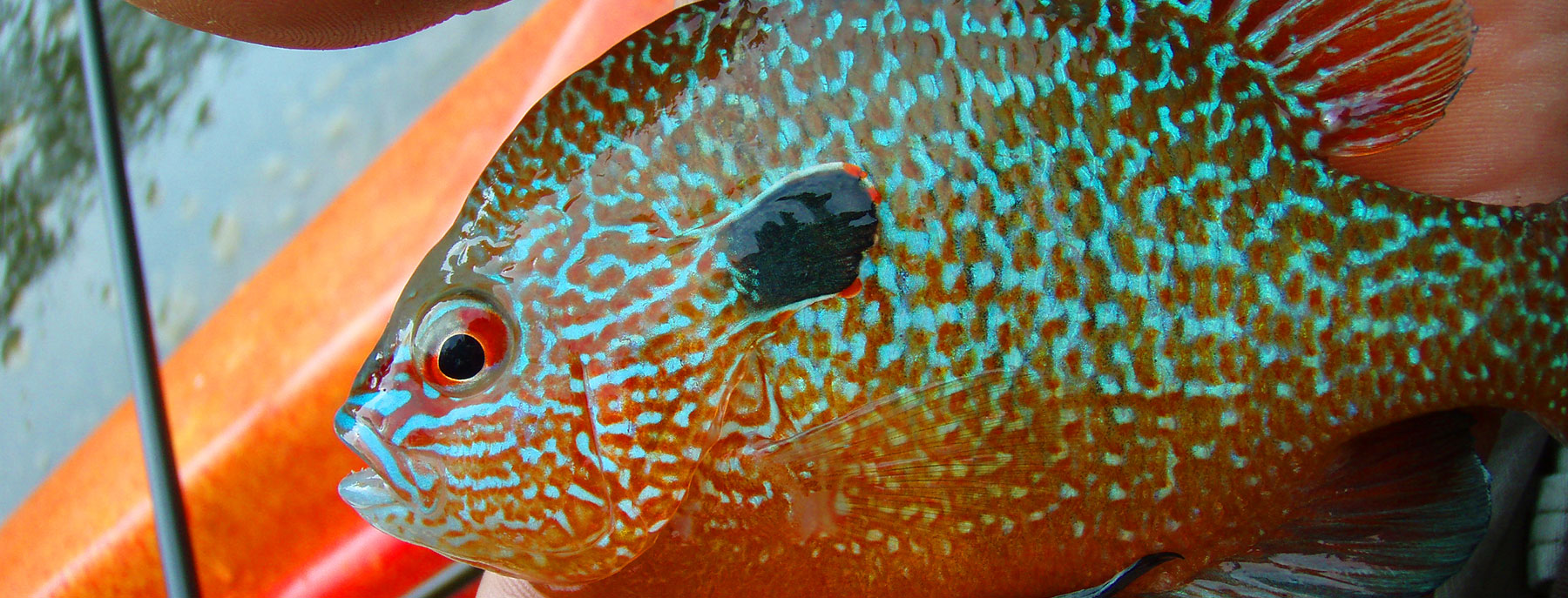 pumpkinseed sunfish