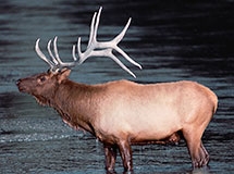 Hoofed Mammals | Oregon Department of Fish & Wildlife