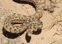 Snakes | Oregon Department Of Fish & Wildlife