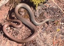 Snakes | Oregon Department Of Fish & Wildlife