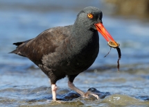 Shore Birds | Oregon Department Of Fish & Wildlife