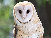 Owl Breeds Chart